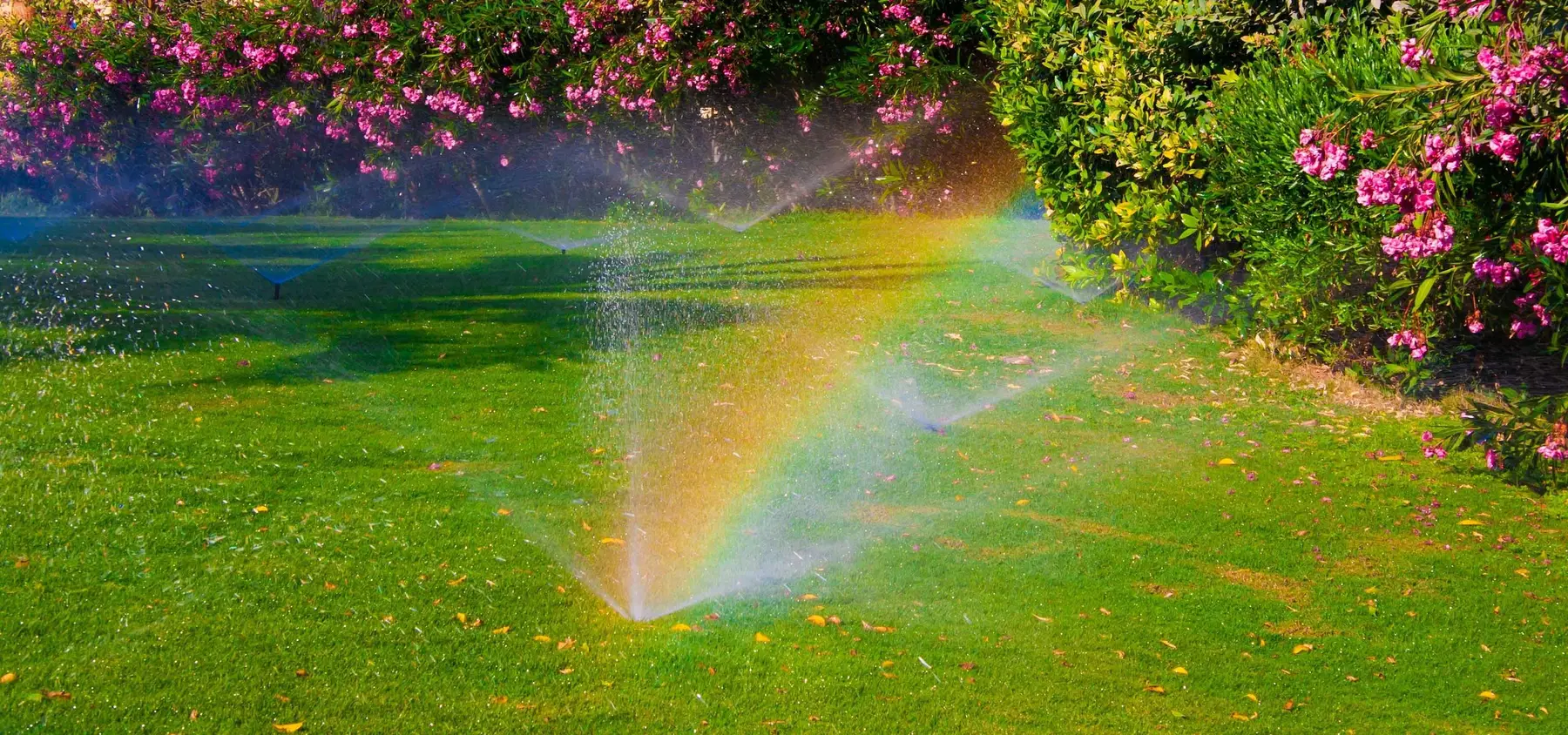 Versenkregner beregnet eine Rasenfläche vor blühenden Sträuchern, im Wasserstrahl steht ein Regenbogen