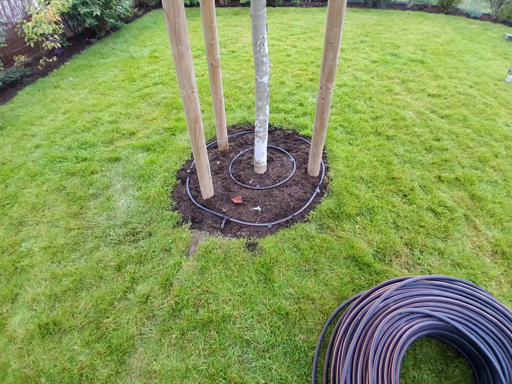 Tropfrohr-Ring um einen jungen Baum mit Stützpfählen im Rasen