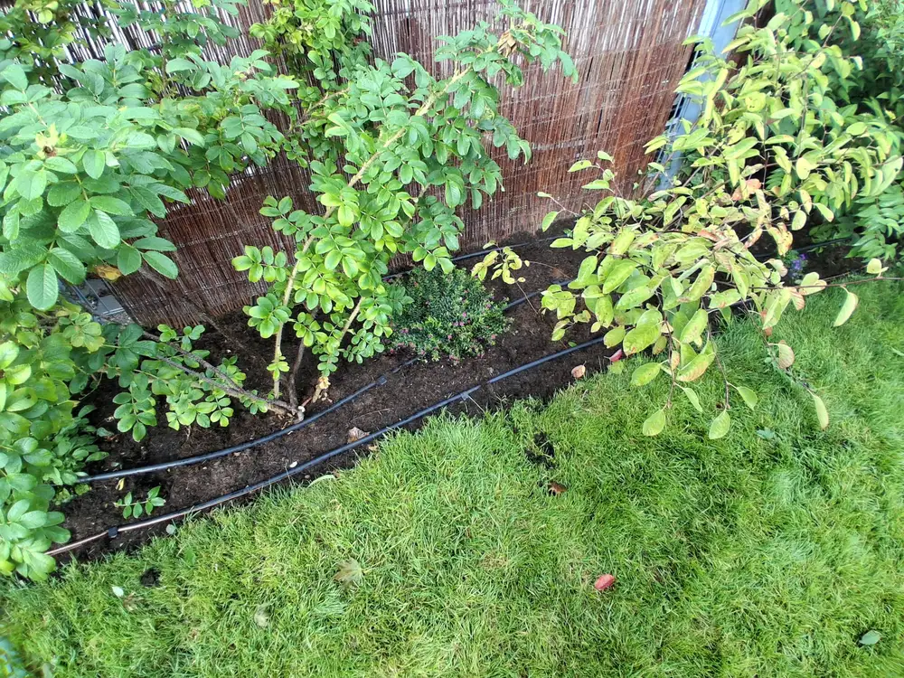 Tropfrohr am Rand einer Hecke zwischen Rasen und Sichtschutz