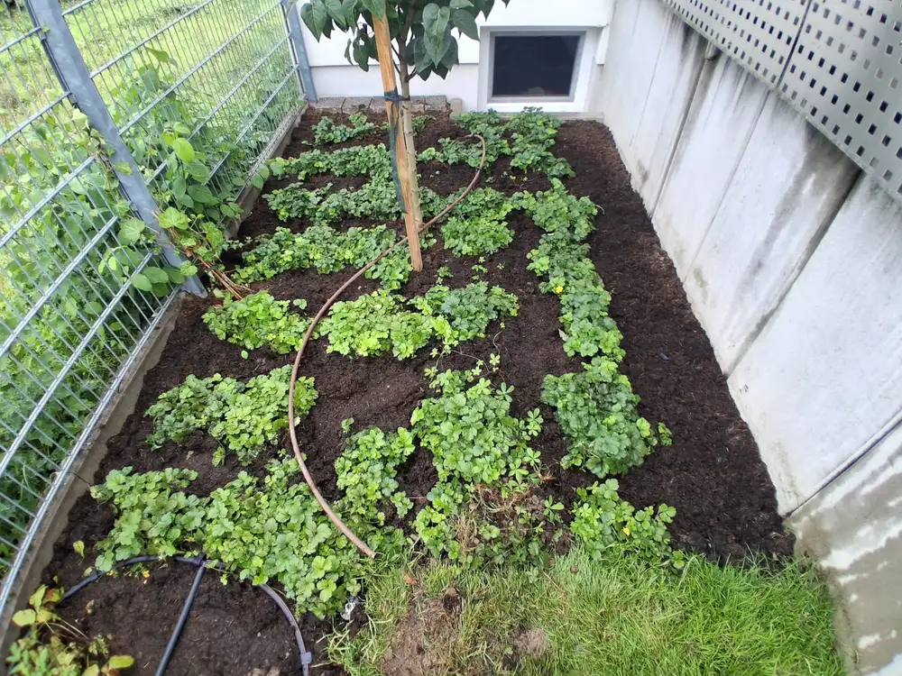 Jungpflanzen in einem Beet an einem Zaun, dazwischen Tropfrohre