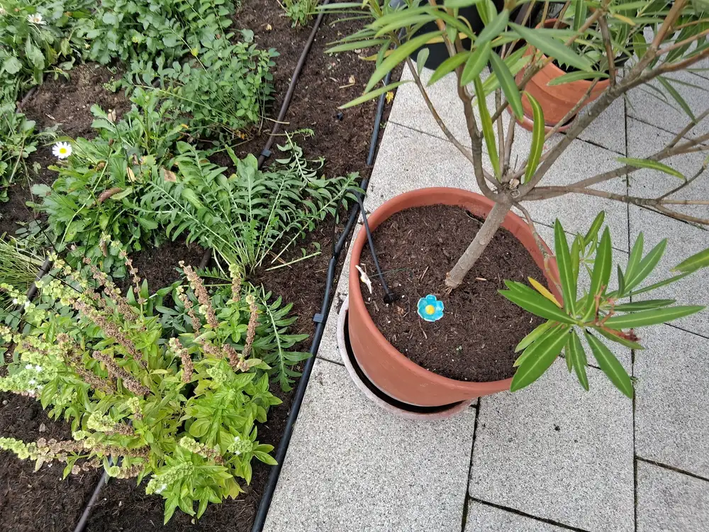 Kübelpflanze auf der Terrasse mit eigener Tropfbewässerung