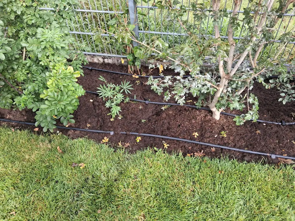 Pflanzstreifen am Zaun mit mehreren parallel verlegten Tropfrohren