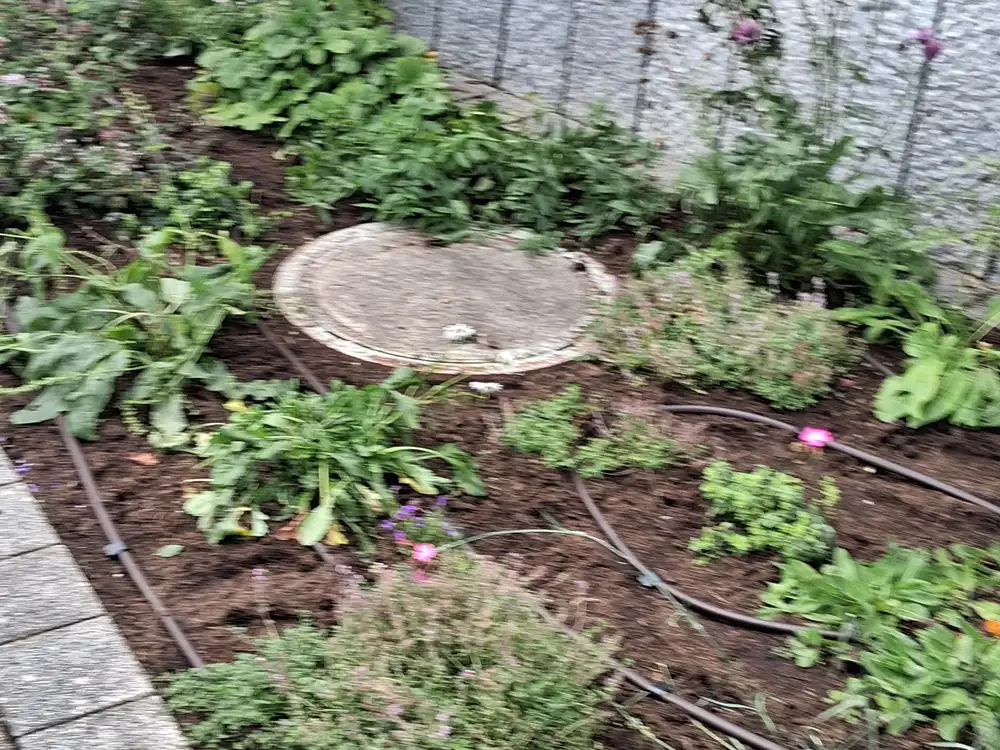 Staudenbeet mit Tropfrohren und eingelassenem Schachtdeckel