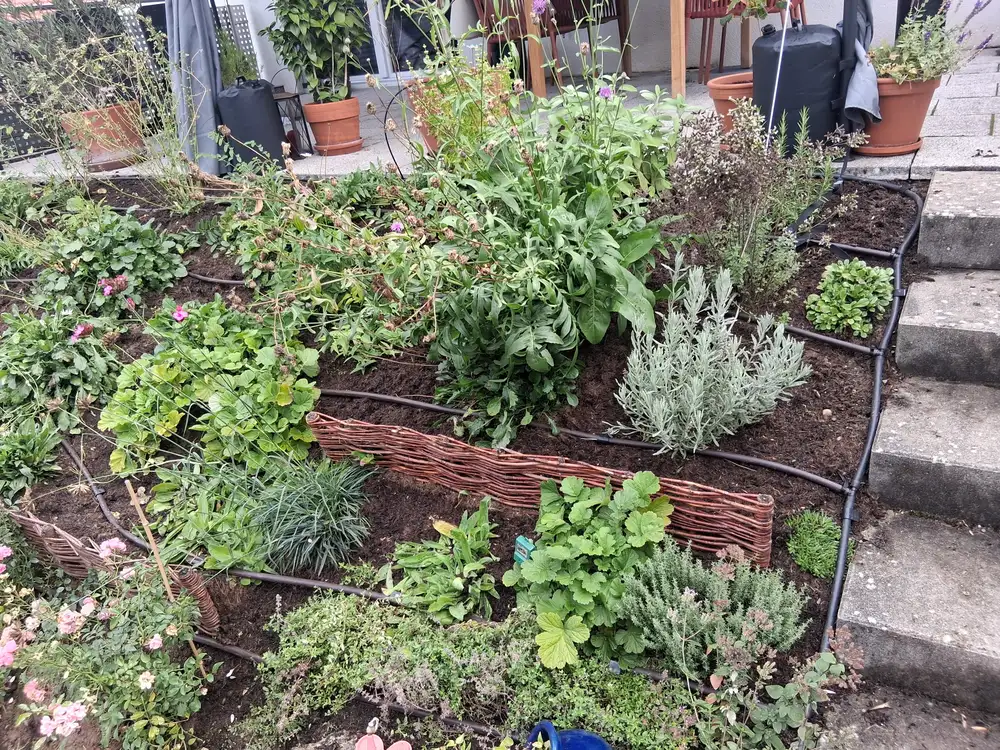 Terrassiertes Staudenbeet mit Flechtzaun-Einfassung und Tropfbewässerung