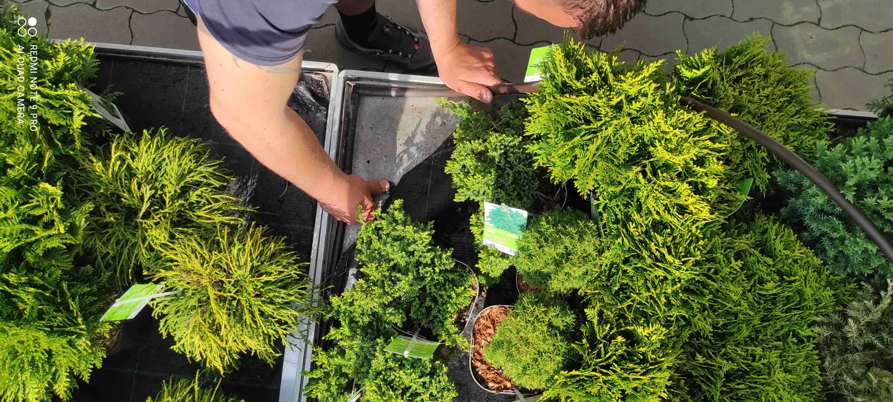 Mitarbeiterin richtet Koniferen auf einem bewässerten Pflanztisch im Gartencenter
